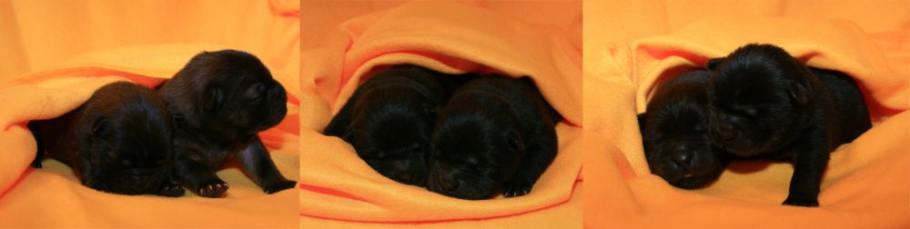 juneau_jerby_jibao_jerboa_jiano_jordi_1