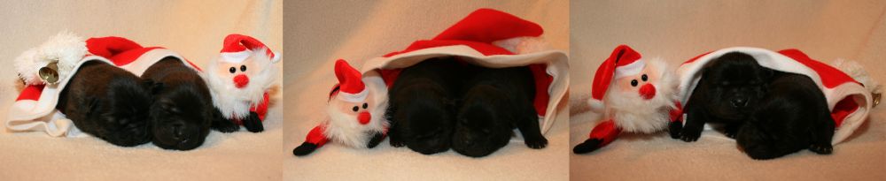 juneau_jerby_jibao_jerboa_jiano_jordi_2