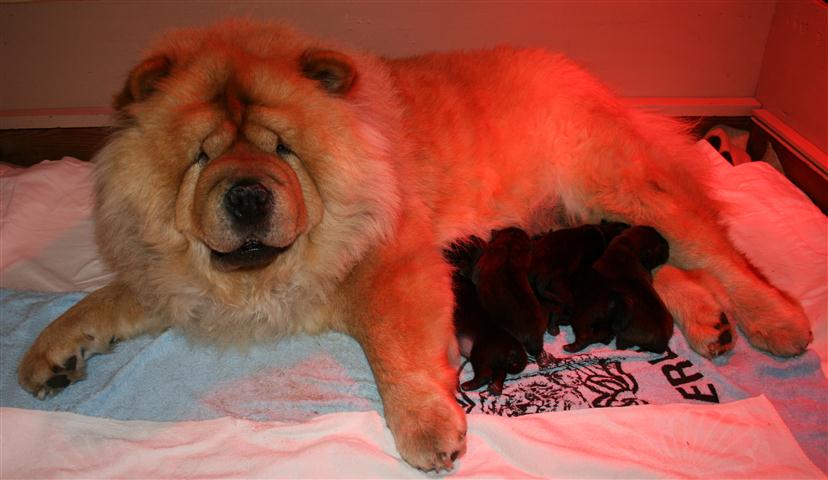 j_wurf_ai_shang_hamigo_tag-1