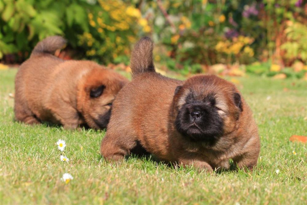 k-wurf-tag-18_1310_neu