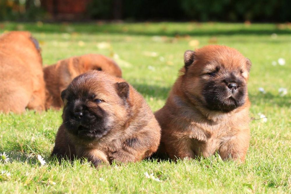 k-wurf-tag-18_1325_neu