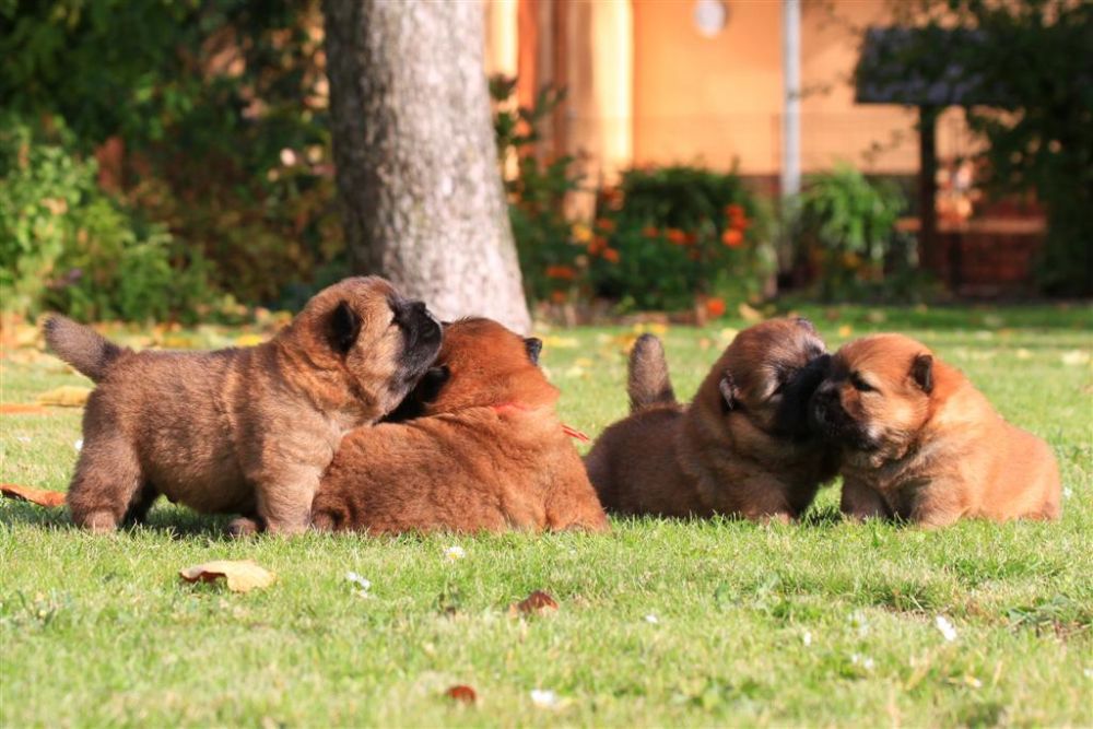 k-wurf-tag-18_1328_neu