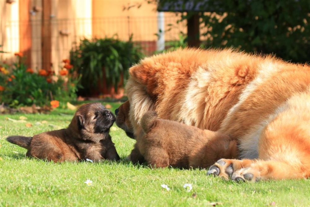 k-wurf-tag-18_1338_neu