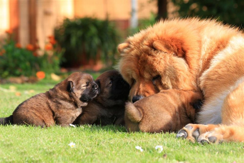 k-wurf-tag-18_1339_neu