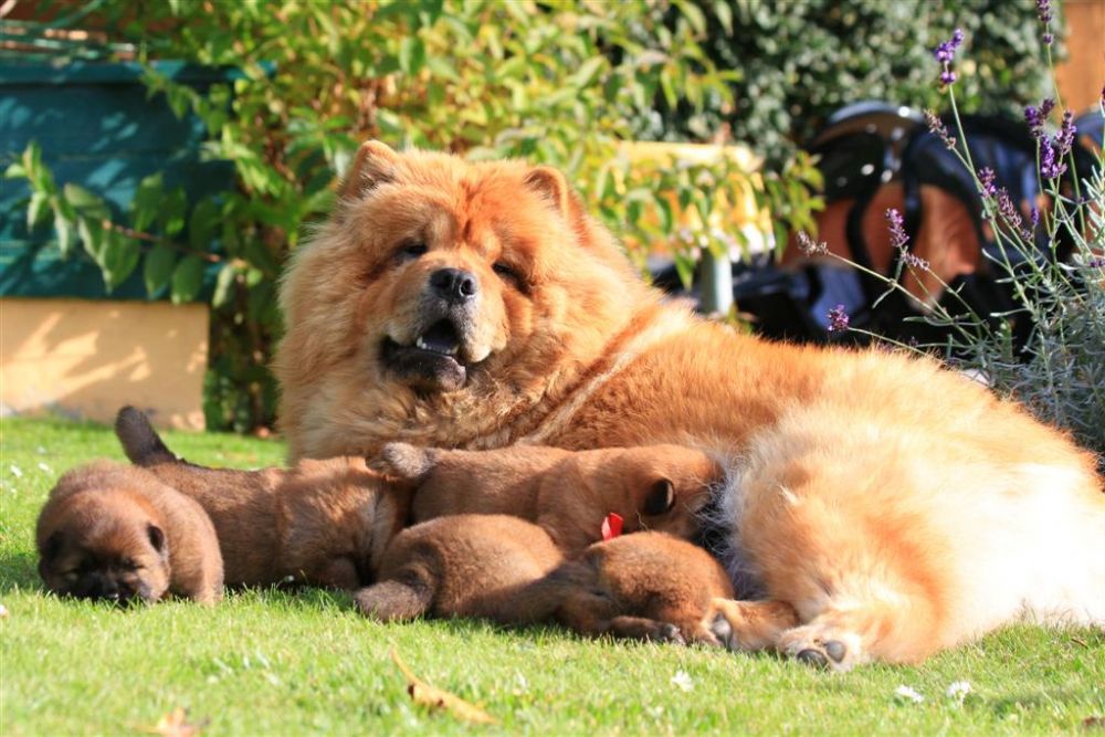 k-wurf-tag-18_1346_neu