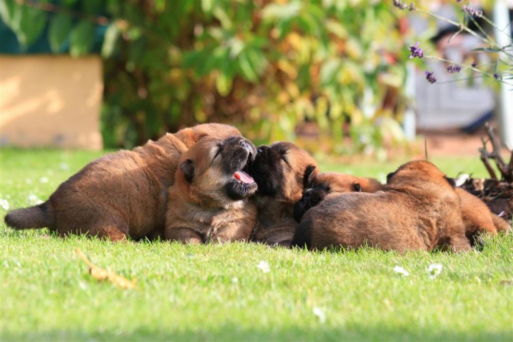 k-wurf-tag-18_1353_neu