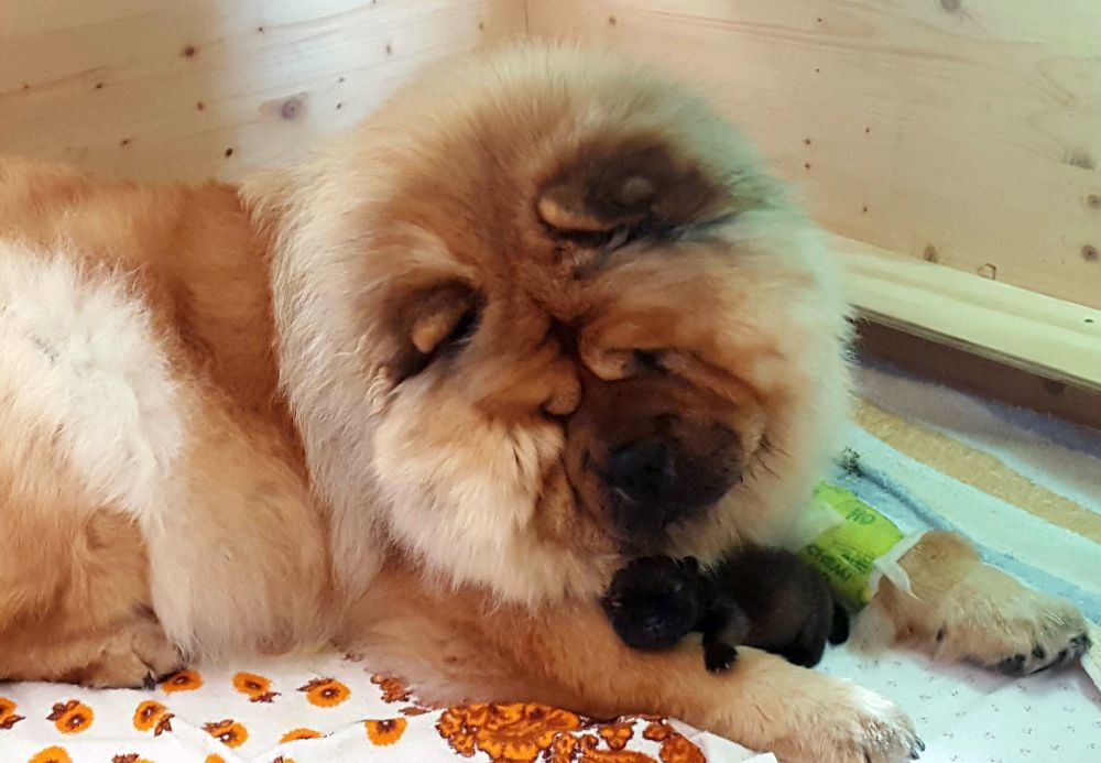 tag_1_-orpheo_140539